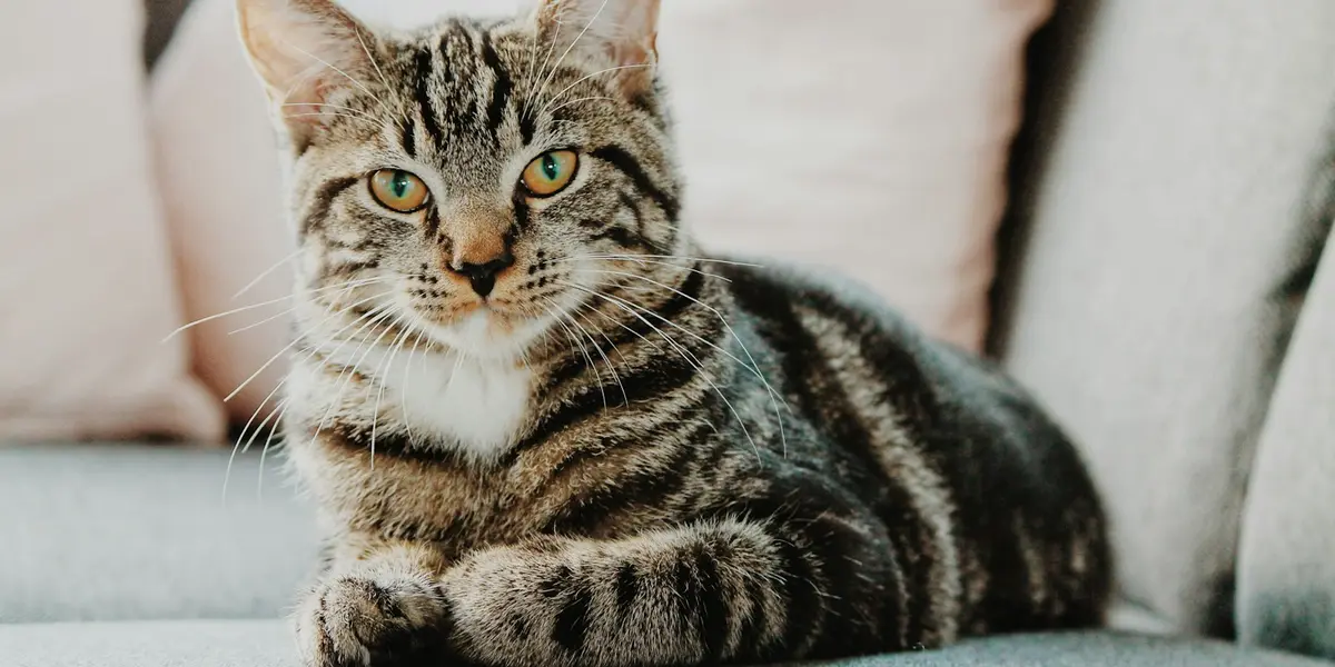 Getigerte Hauskatze liegt entspannt auf einem Sofa und schaut in die Kamera