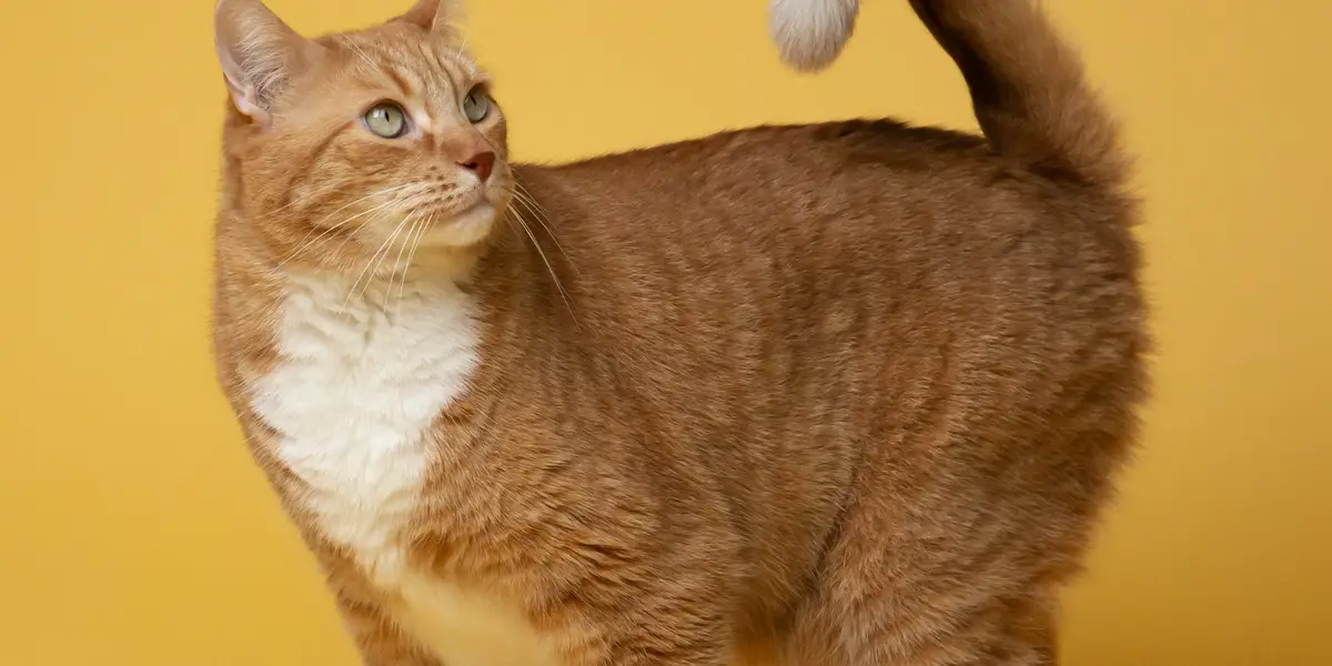 Rot-weiße Katze vor gelbem Hintergrund mit aufgestelltem Schwanz und nach oben gerichtetem Blick