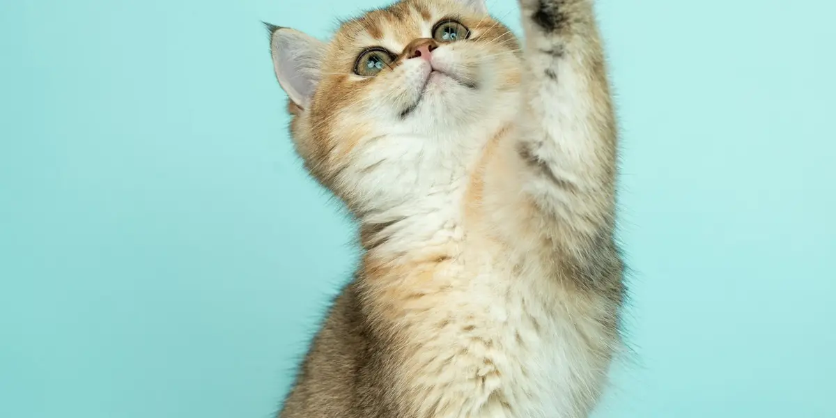Junges Kätzchen streckt vor türkisfarbenem Hintergrund neugierig eine Pfote nach oben