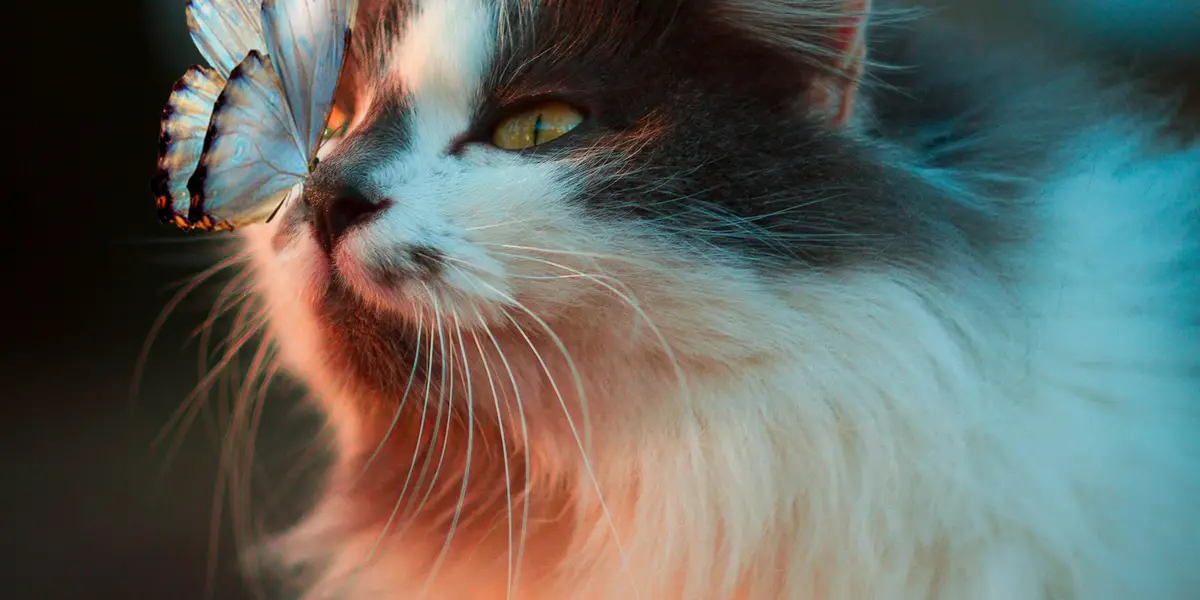 Nahaufnahme einer halblanghaarigen schwarz-weißen Katze, auf deren Nase ein Schmetterling sitzt
